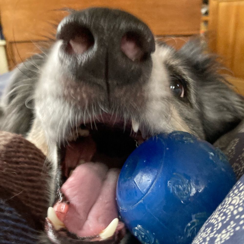 huckfinnvt.bsky.social profile picture