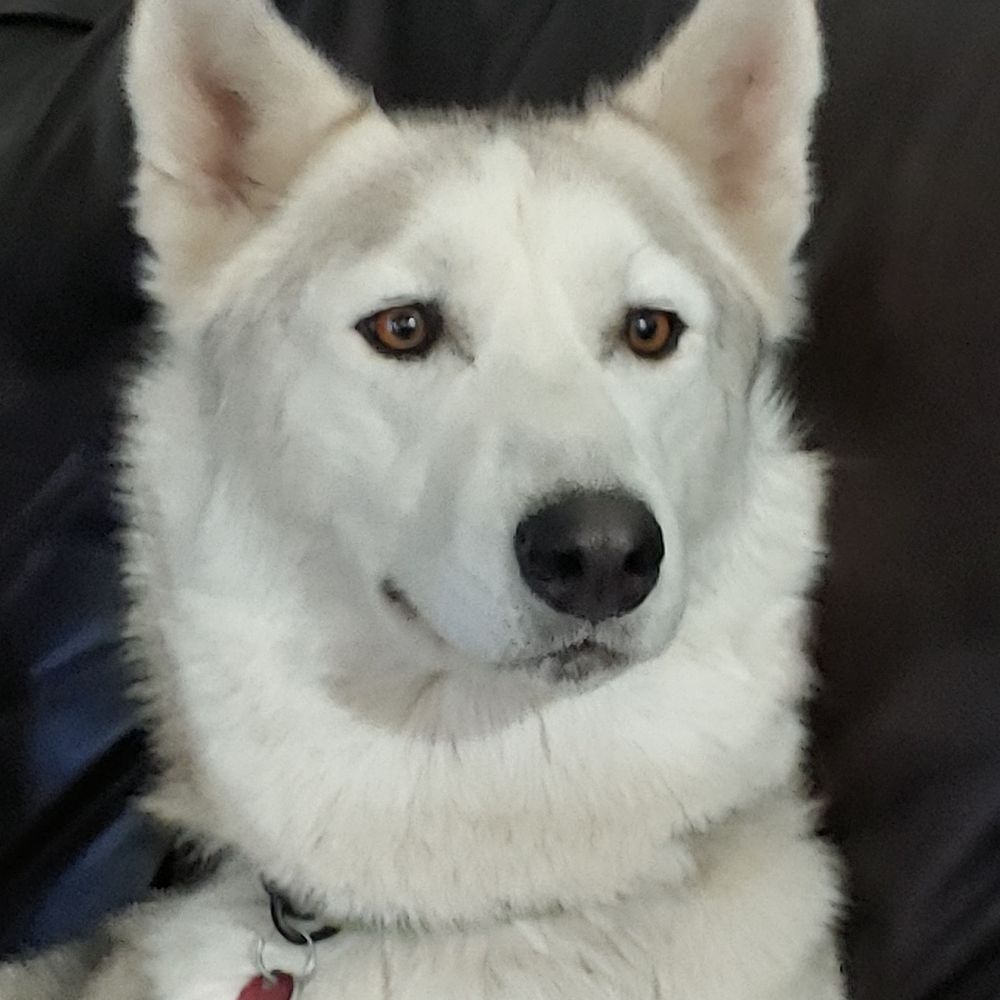 Lazy Husky Studio