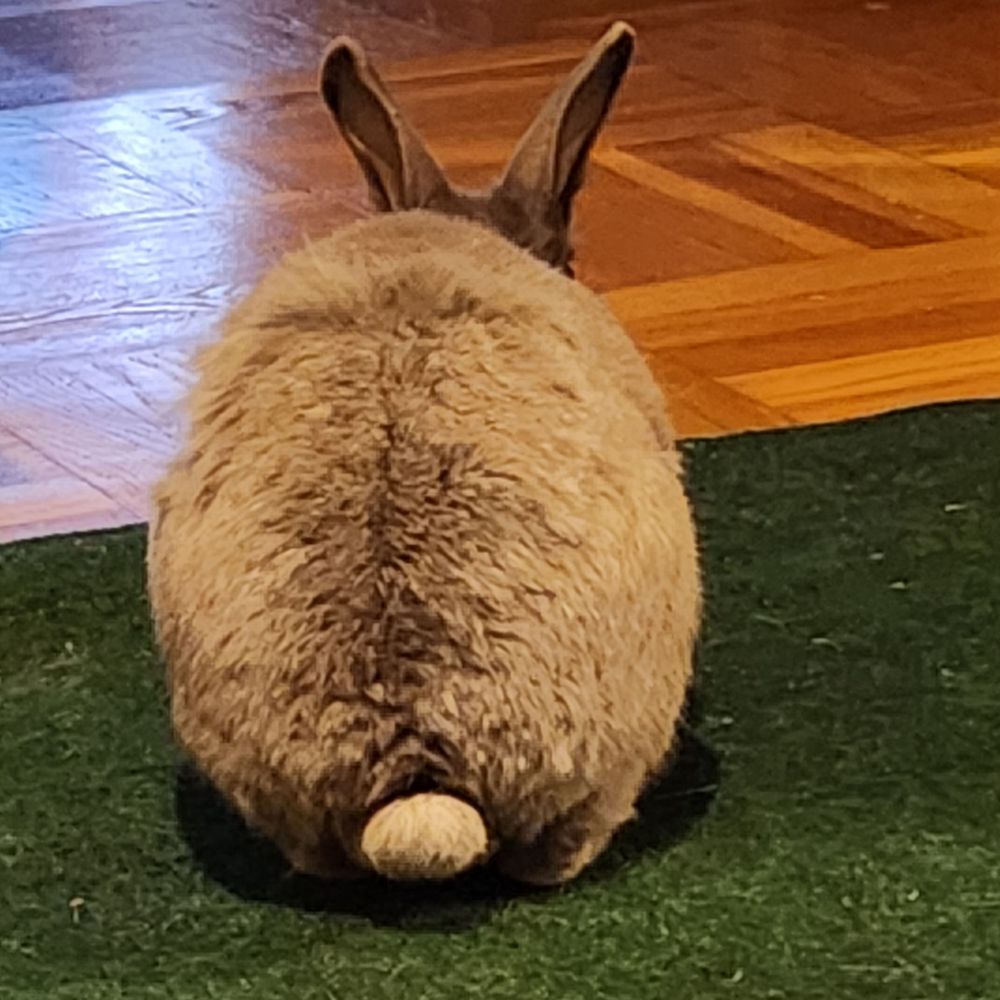 Luci