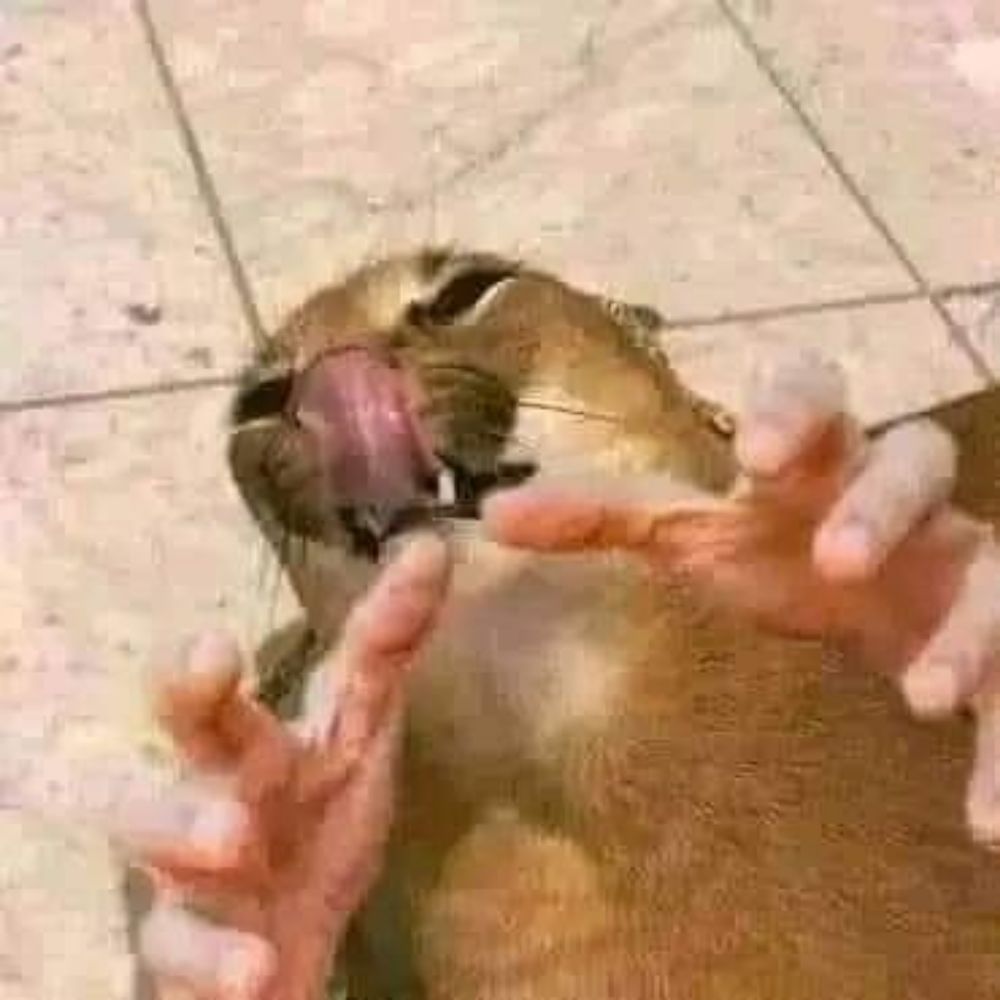 ⚠ɠαƭเ૮σ ૮ℓαყ⚠