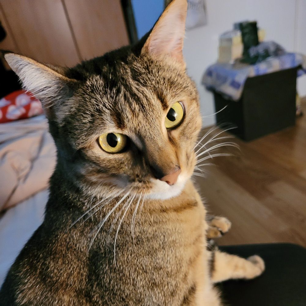 The Inquiring Cat