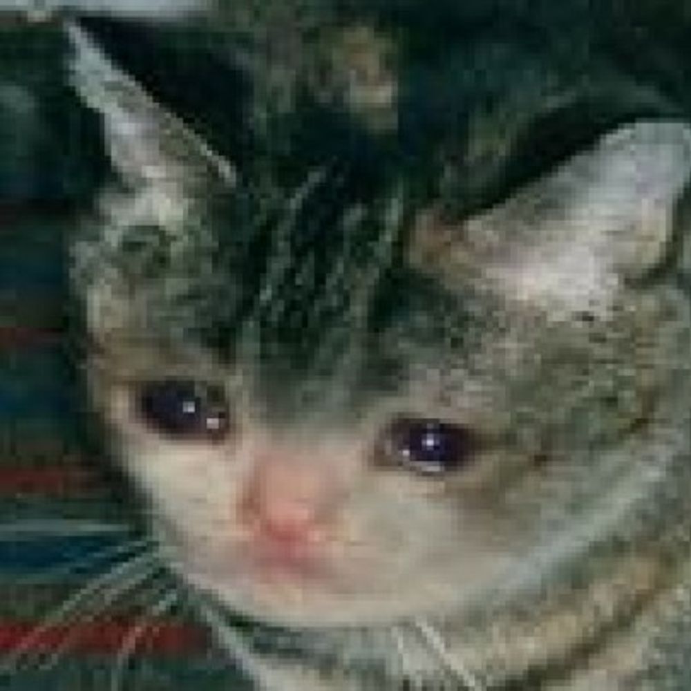 sadcat