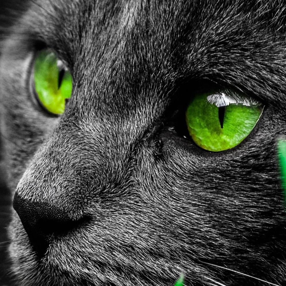 RadicalCat