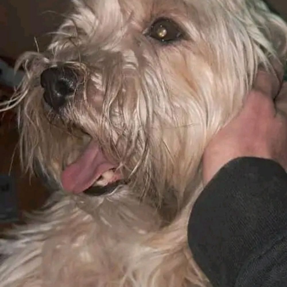 Herbert Rescue Home lnn