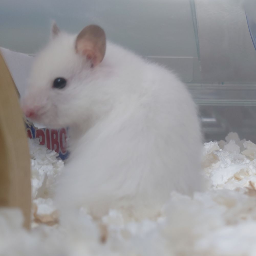 エスケ🐹