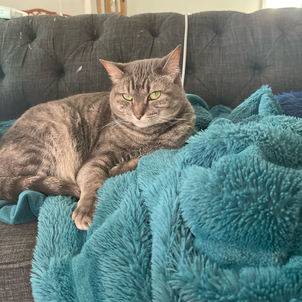 💕Swift💕cat💕lover💕