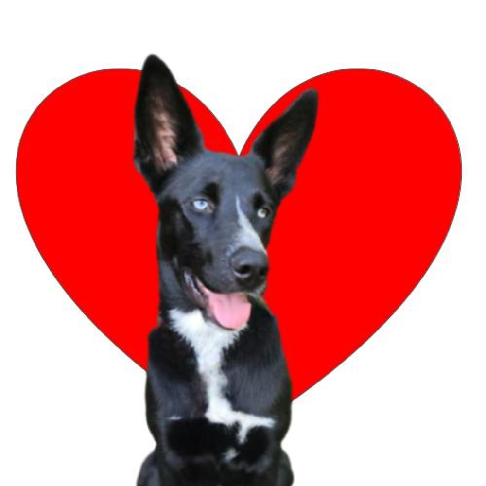 ARF Humane Society of Jackson County, NC