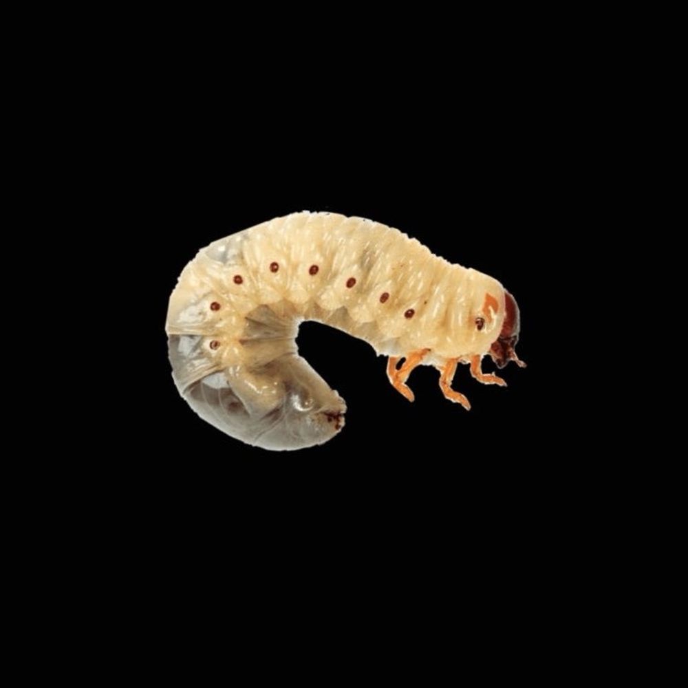 Maggot.