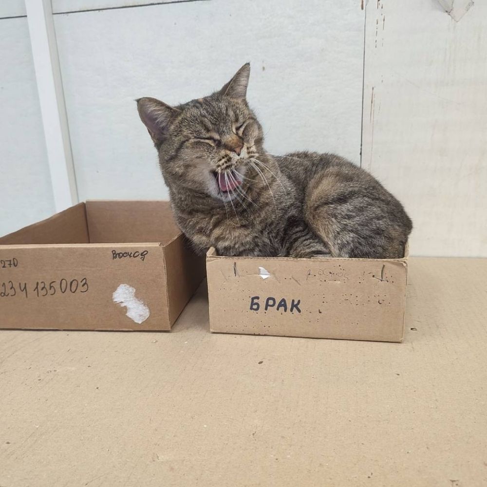 defective cat