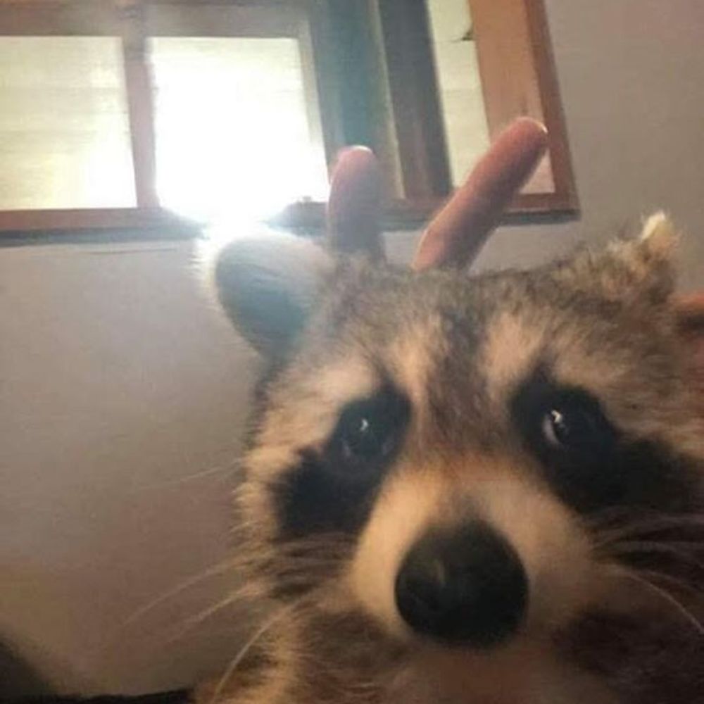 Mapache🦝🤑🇪🇸👍