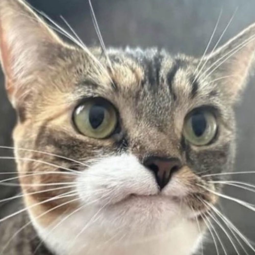 Boops