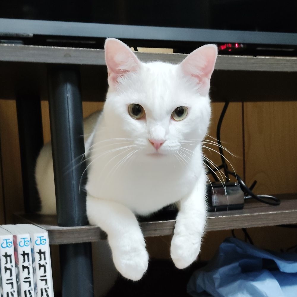 たけ