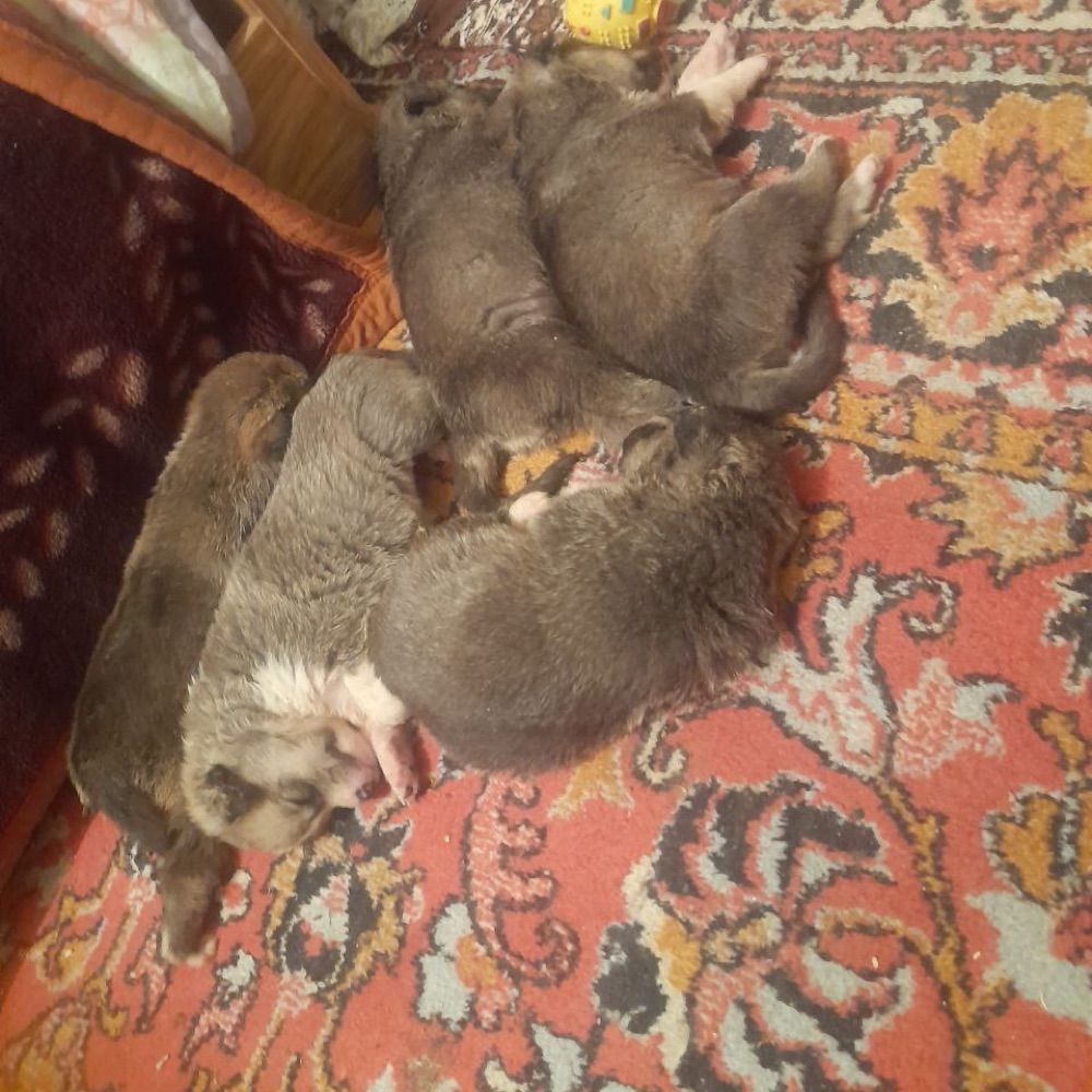 Ukraine Shelter Dogs