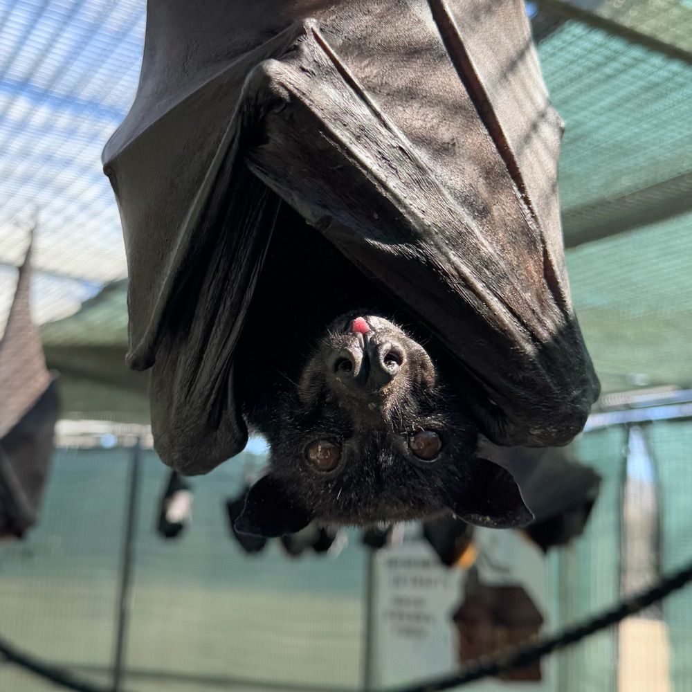 Lubee Bat Conservancy