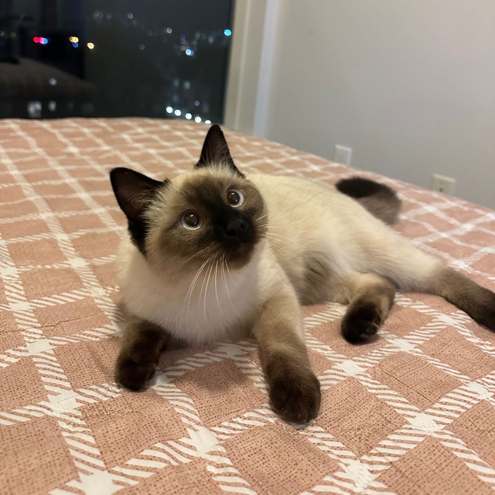 오렌쥐