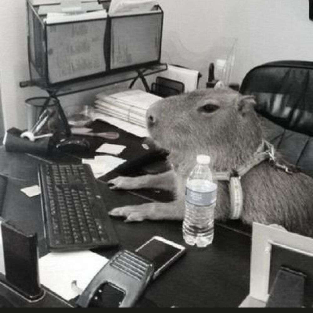 Capybara🇧🇷