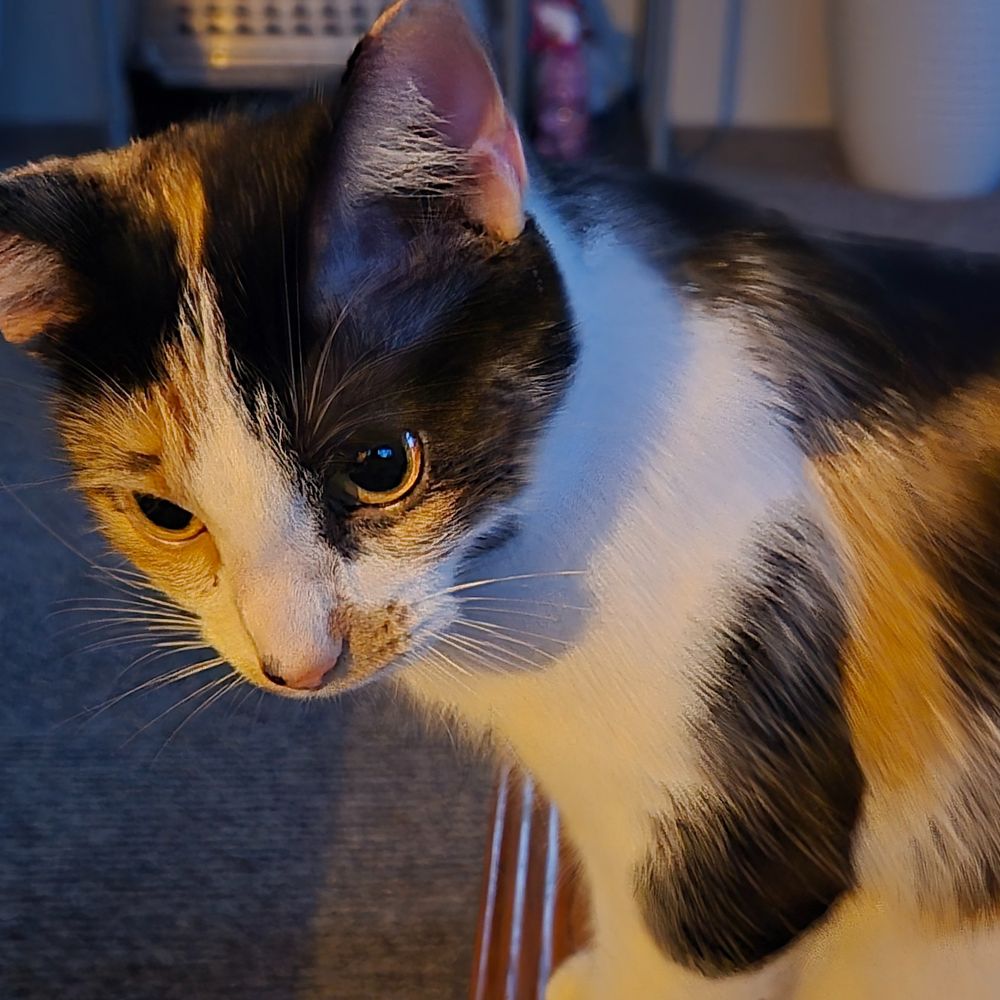 CatMom