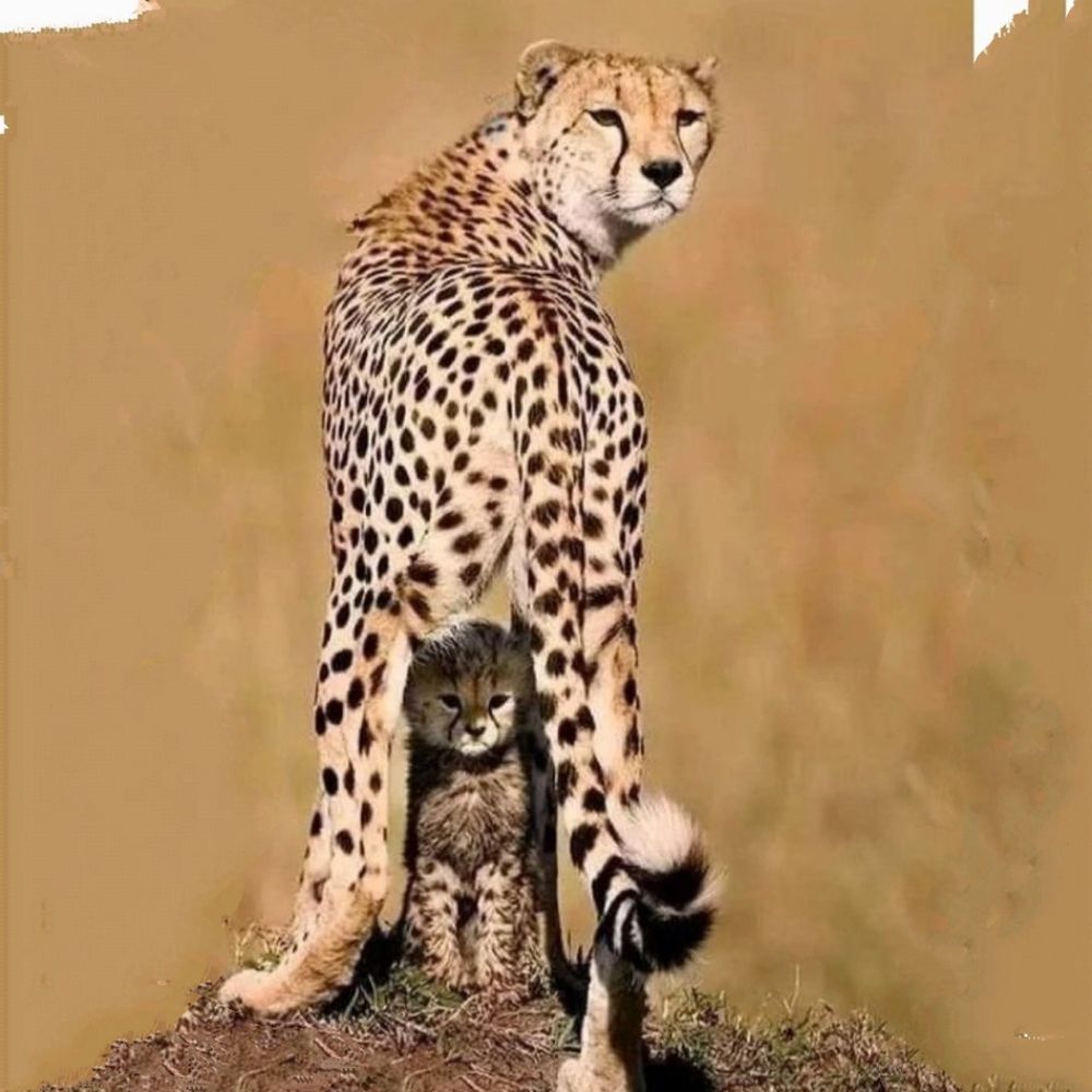Tarpan