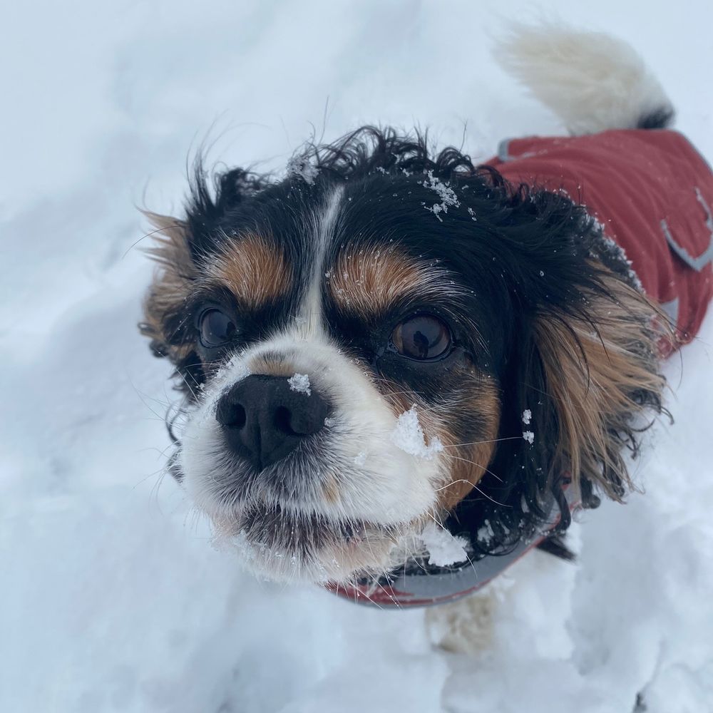 Dexter