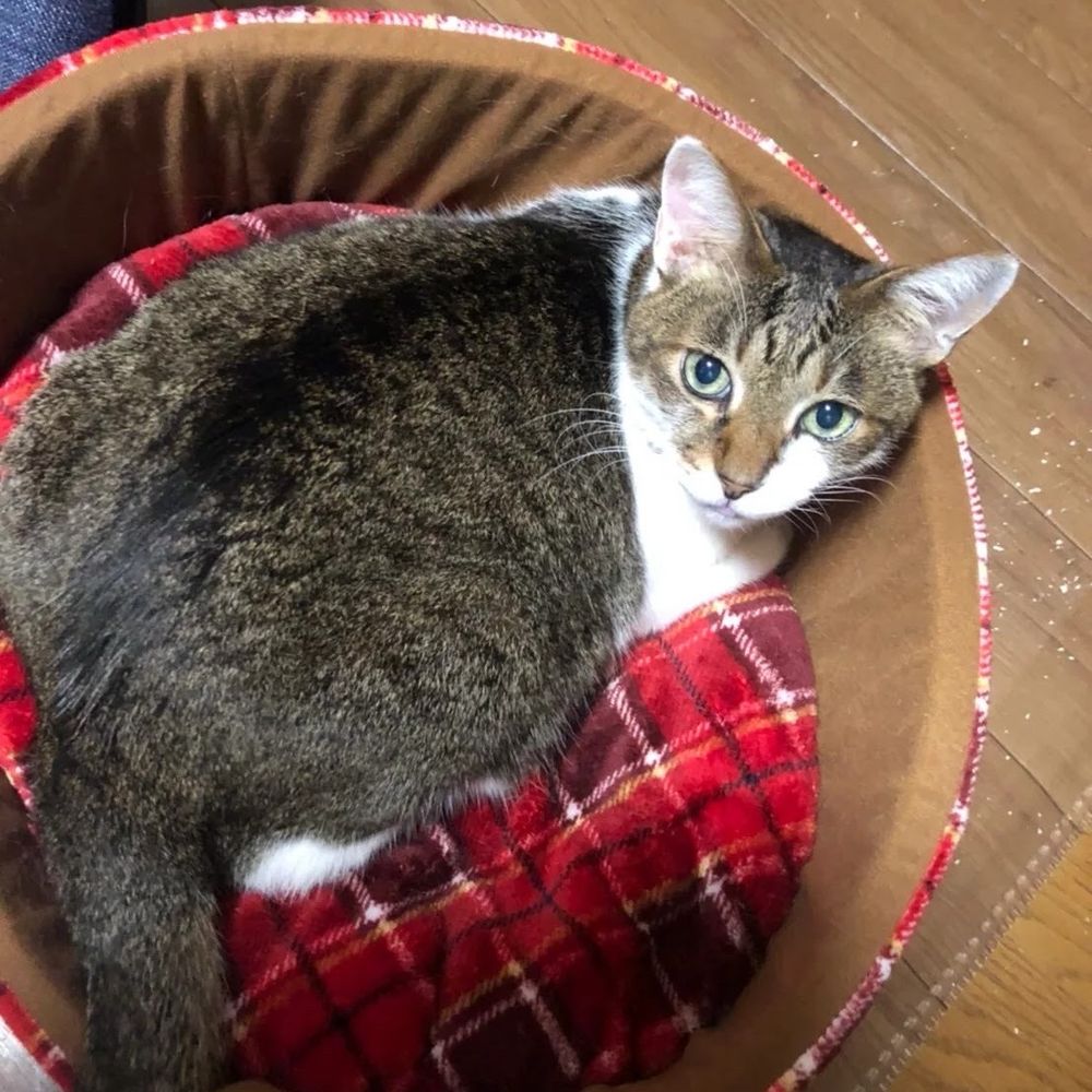 ちゃむこ