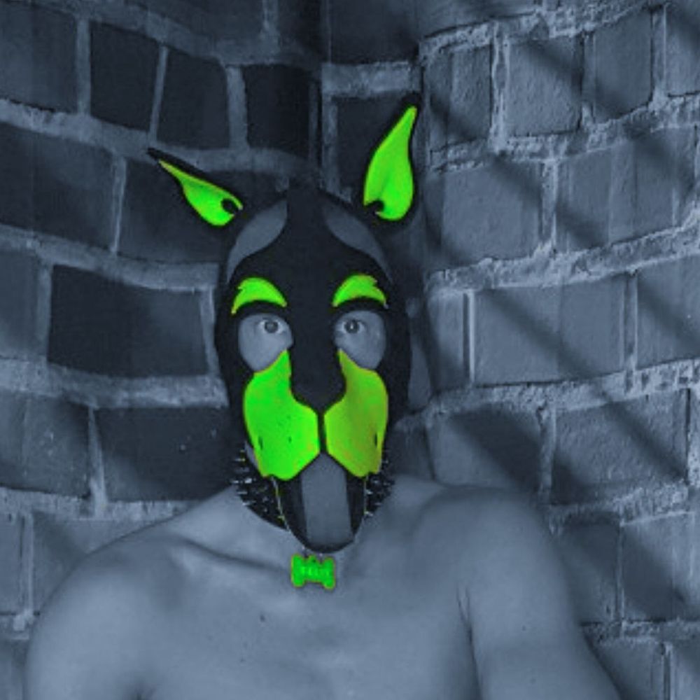 Puppy_Felix_BLN