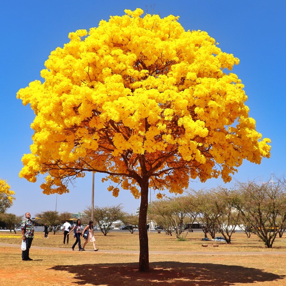 Árvores do Cerrado