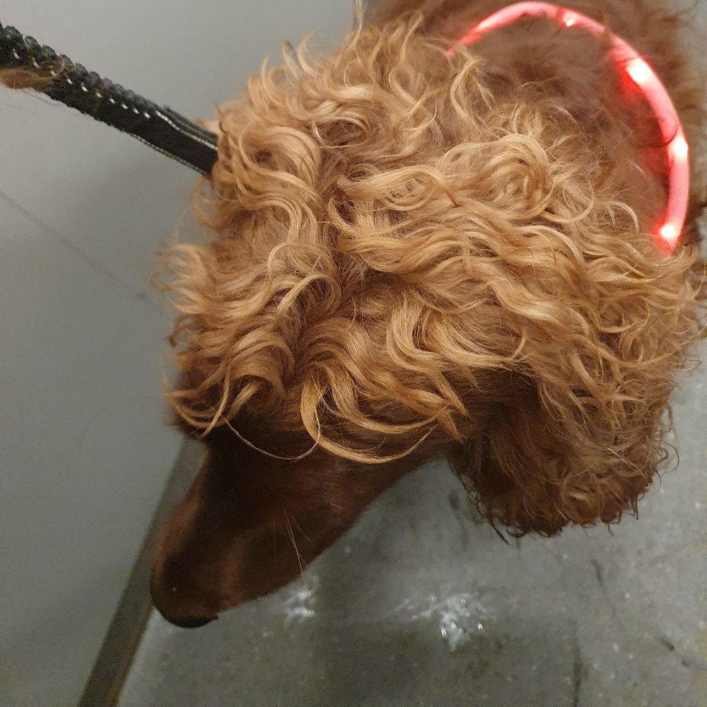 kittysuewho.bsky.social