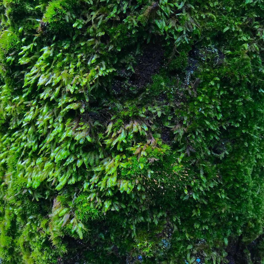 Phyto