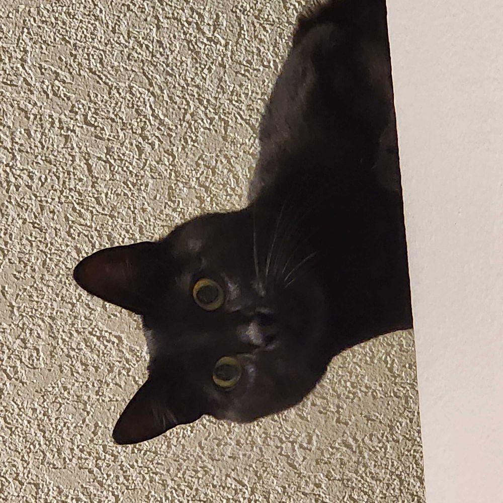Moosey