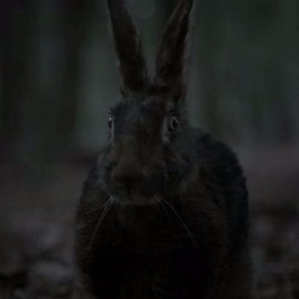 Ren🐰Ren