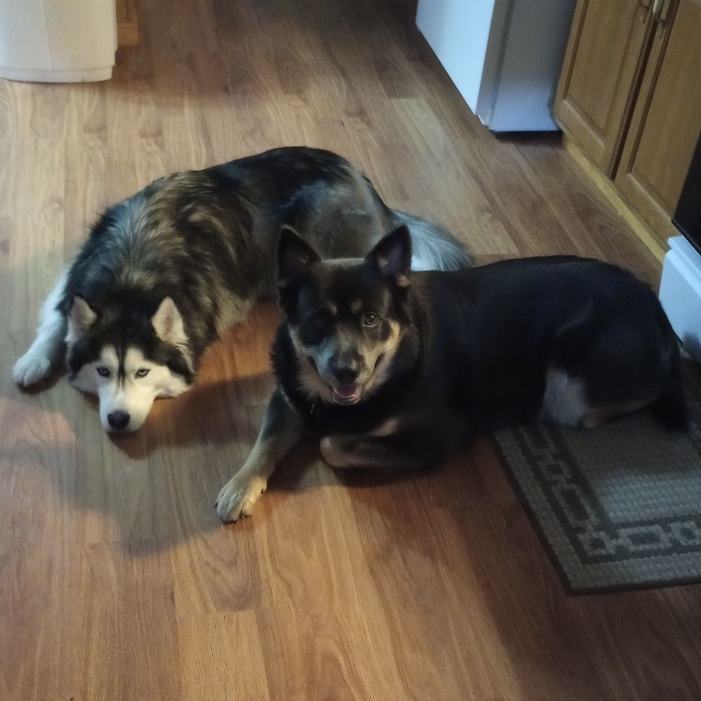 💙💙💙I voted for Kamala💙💙💙