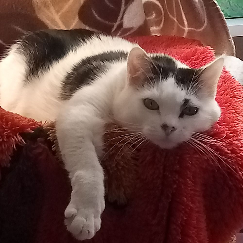 Millie