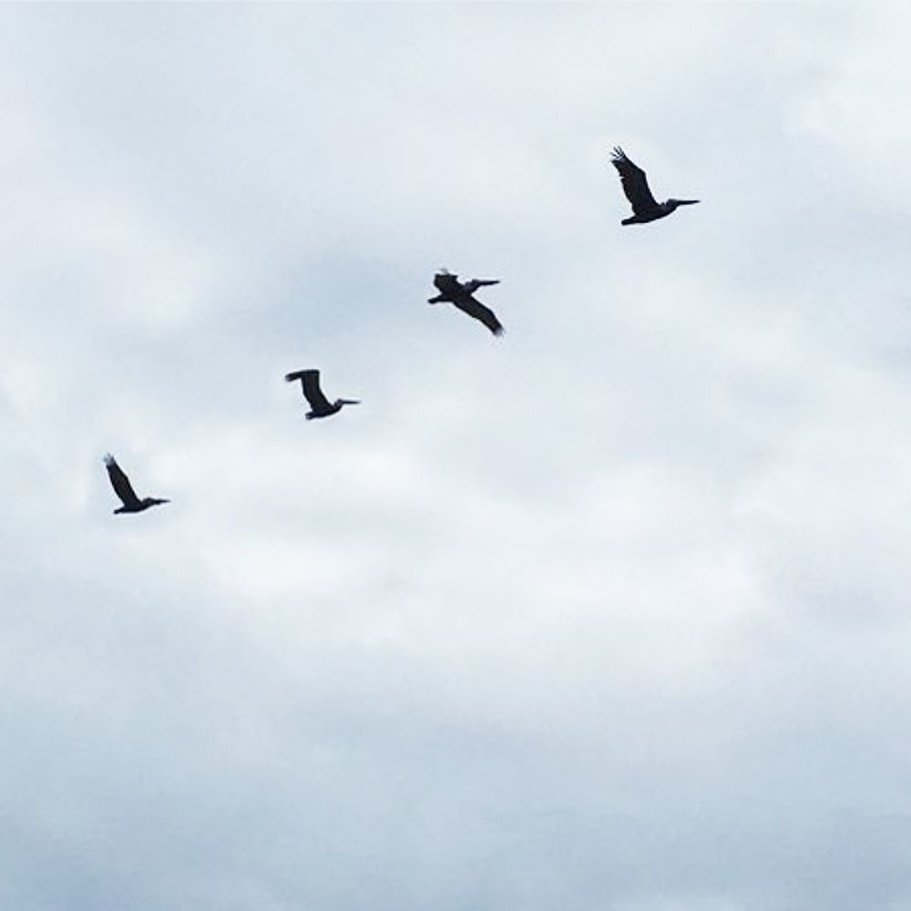 lilicadavid.bsky.social