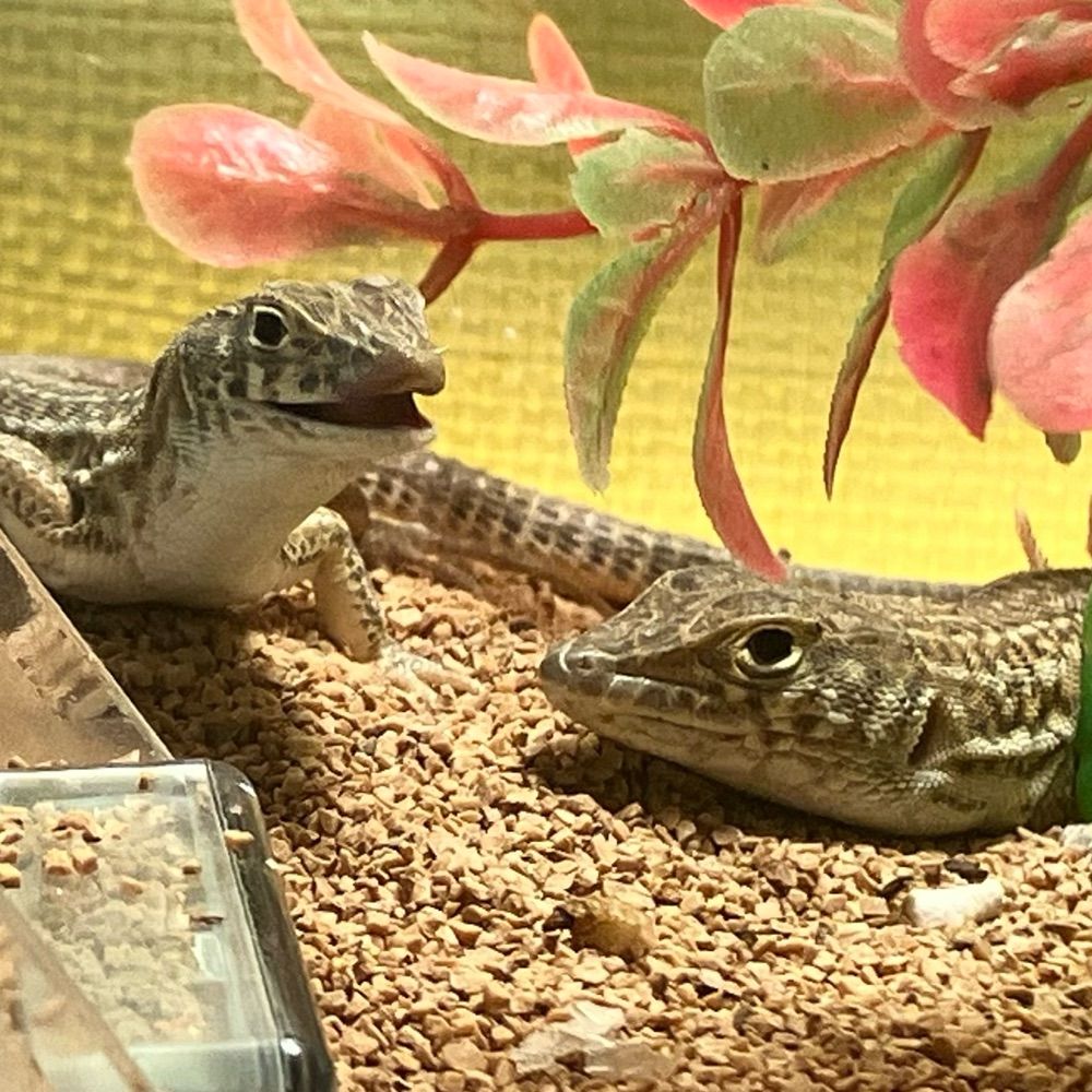 ゆず🦎