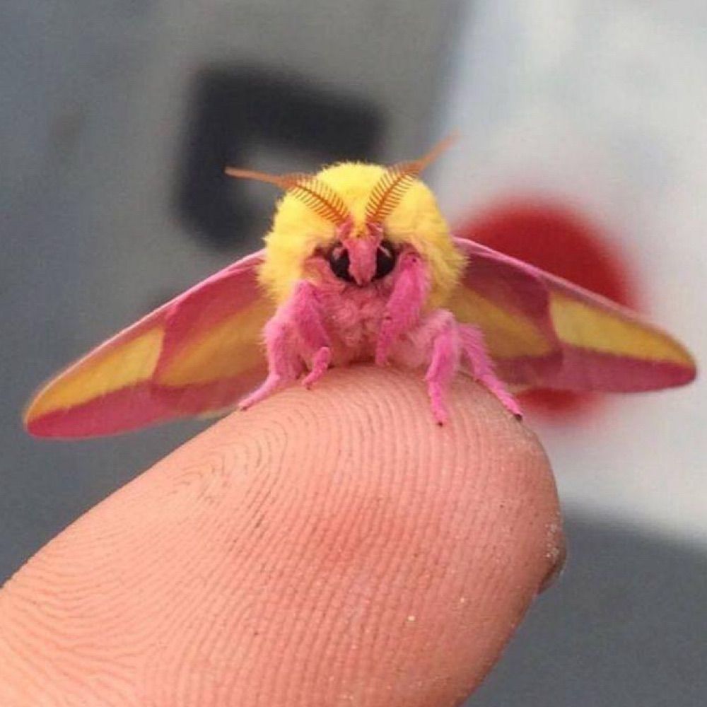 ren 🐛