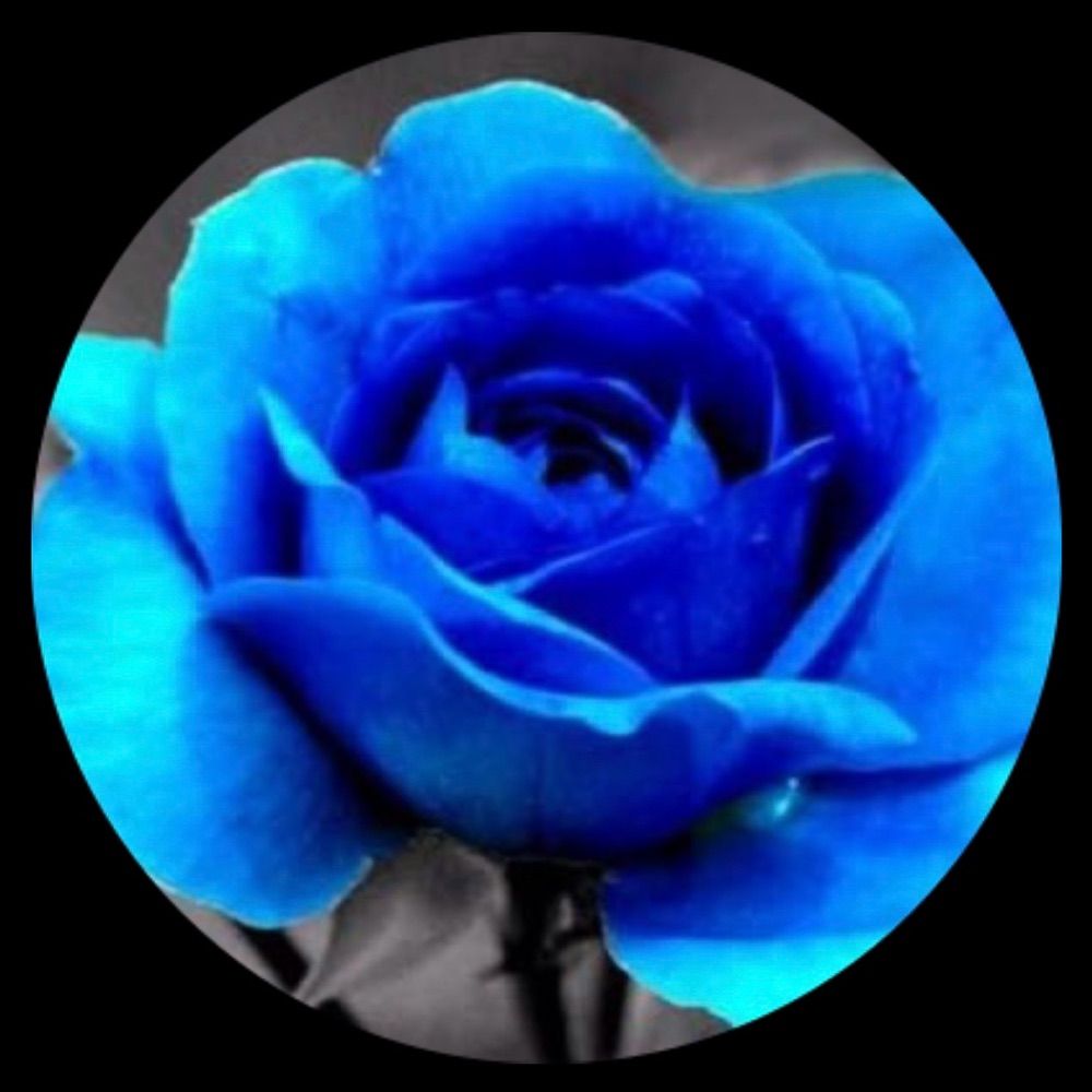 Kimberli Rose 🌹 @krose13.bsky.social