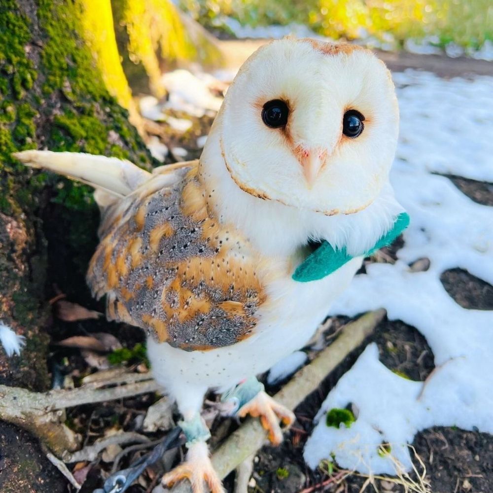 aspen :3