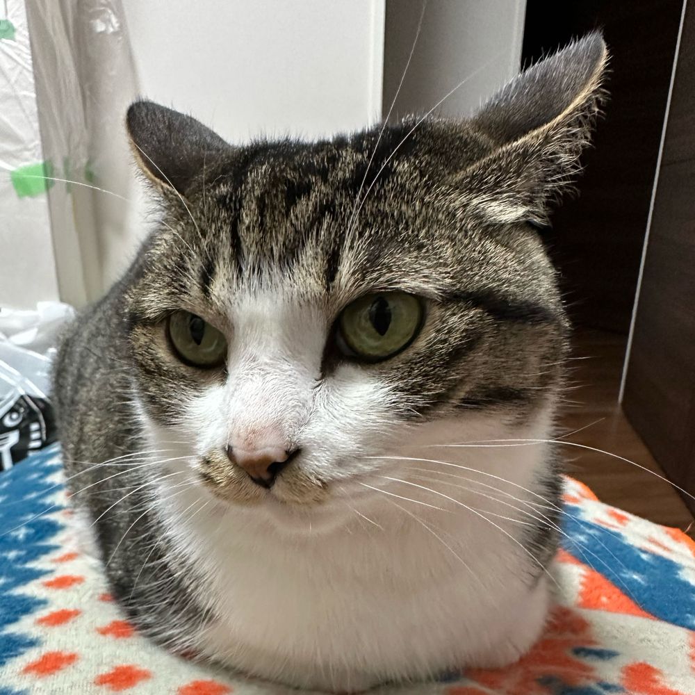 猫侍