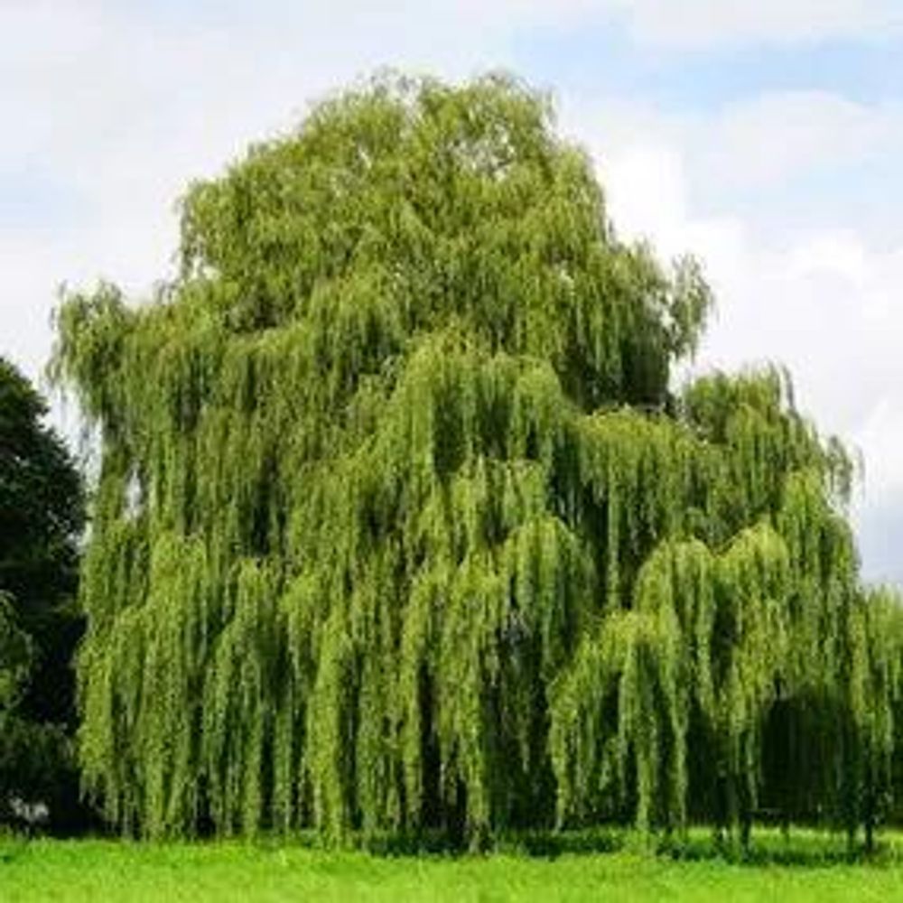 The Weeping Willow
