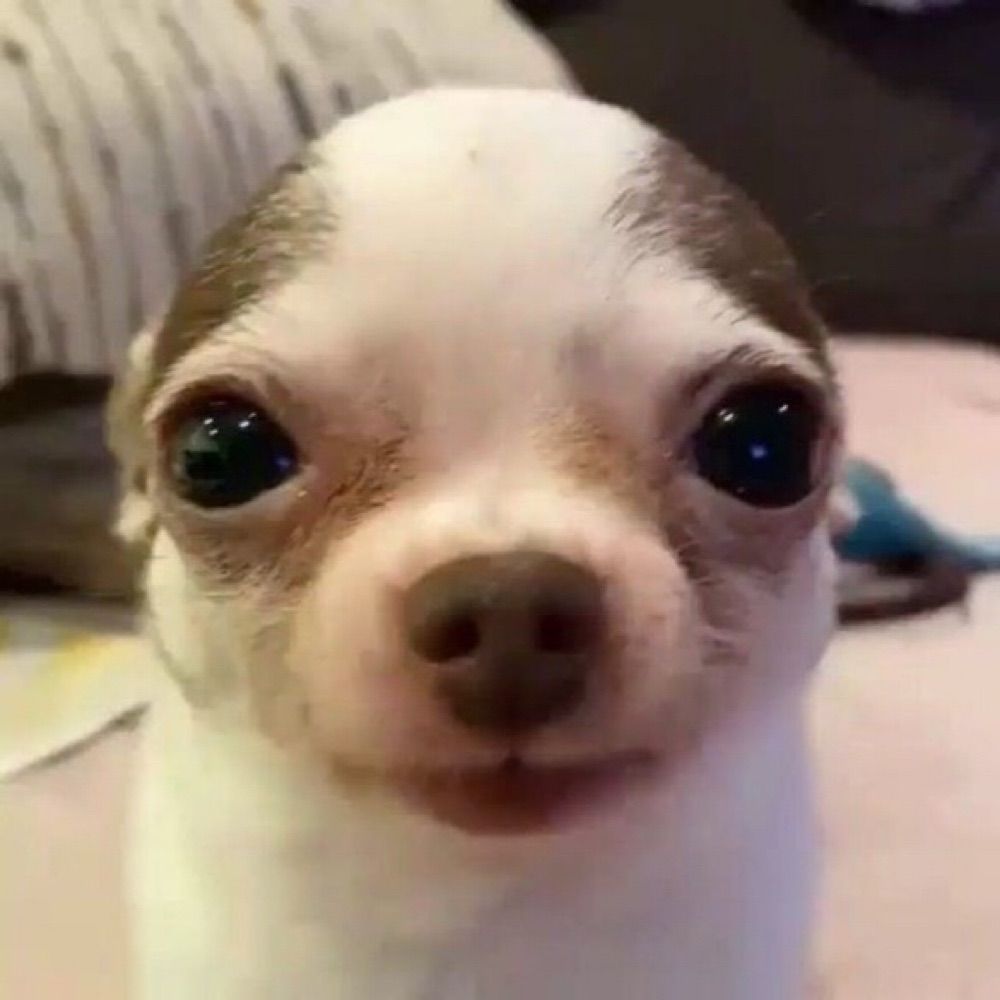 뽀삐