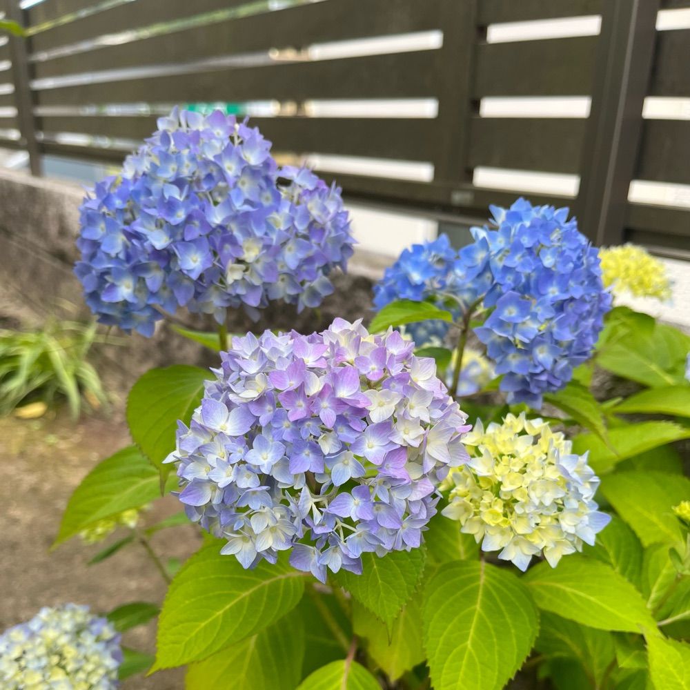 紫陽花⚡🤕