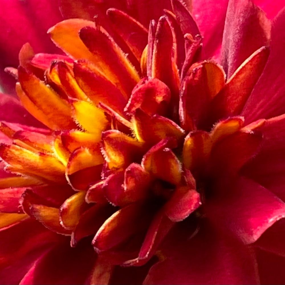 ShellBell