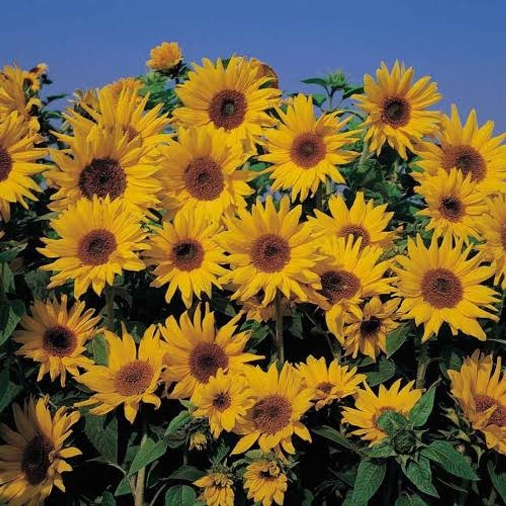 SunnyVoiding 