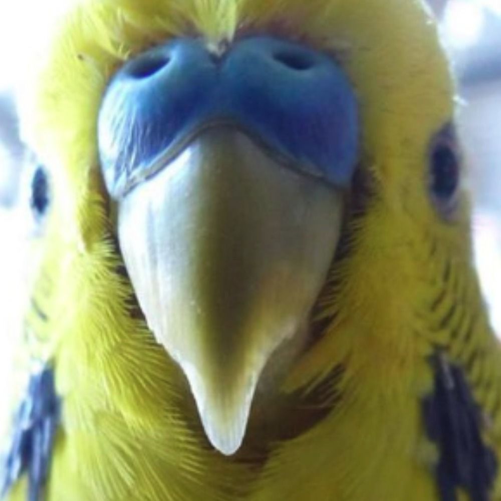 DoomBudgie