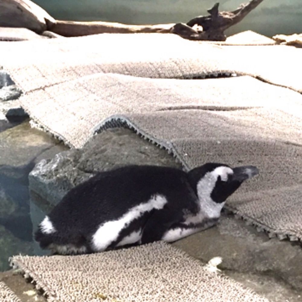 まろか・ぺんぎん