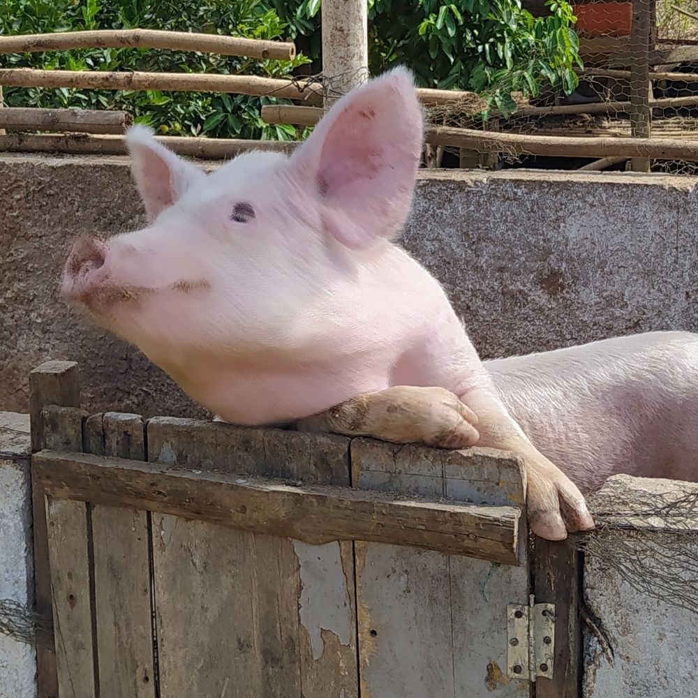LittlePig 🐷