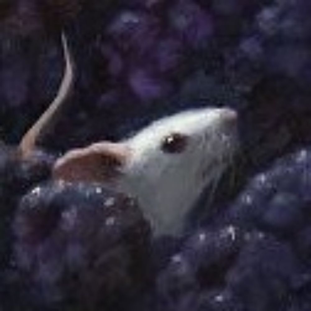 Rat SHEDSKY