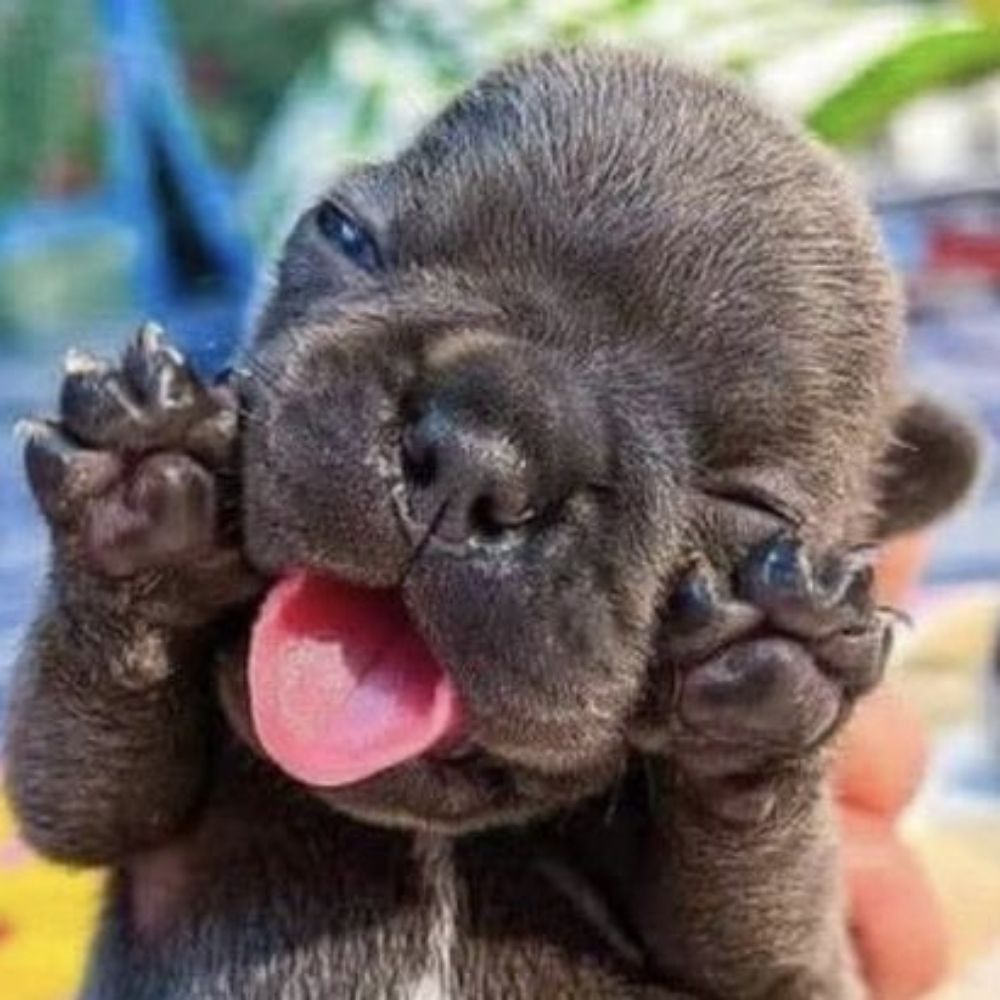 Igor (safe)