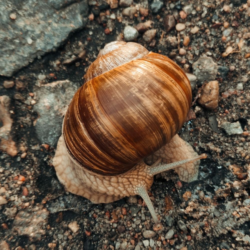 SK