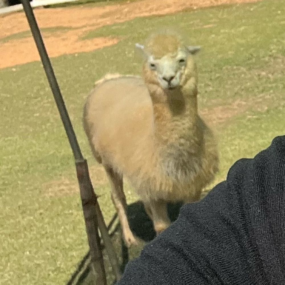 ぴかさば